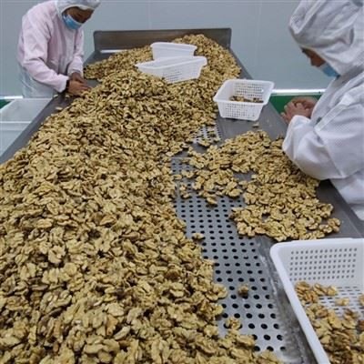 Workers grading walnut kernels on a sorting line