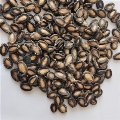 Raw black watermelon seeds